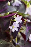 Oxalis Triangularis