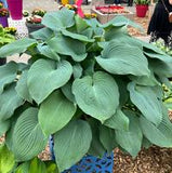 Hosta 'Blue Angel' (Plantain Lily)