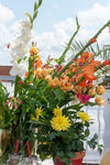 Gladiolus Glamini Jenny
