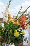 Gladiolus Glamini Jenny