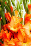 Gladiolus Glamini Jenny