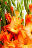 Gladiolus Glamini Jenny