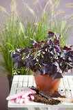 Oxalis Triangularis