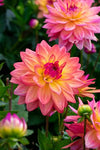 Dahlia Dora