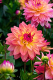 Dahlia Dora