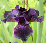 Iris Superstition