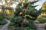 Juniperus Chinensis 'Hollywood Juniper'