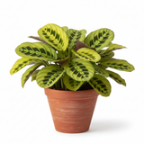 Prayer plant