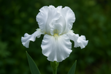 Lunar whitewash iris_AI