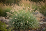 Grass Miscanthus 'Adagio' Dwarf Maiden