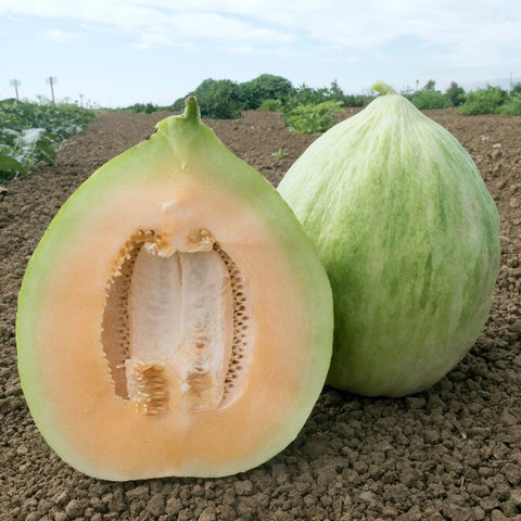 Crenshaw Melon BS