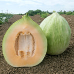 Melon Cantalop Crenshaw BS