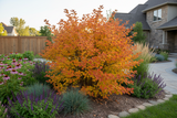 Physocarpus 'Amber Jubilee' Ninebark