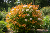Physocarpus 'Amber Jubilee' Ninebark