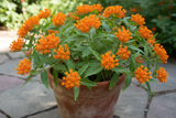 Asclepias tuberosa 'Butterfly Milkweed'