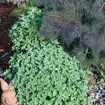 Oregano True Greek (Origanum vulgare)