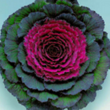 Ornamental Kale Pigeon Series
