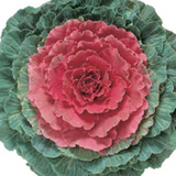 Ornamental Kale Pigeon Series