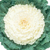 Ornamental Kale Pigeon Series