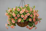 Mandevilla Hanging Basket