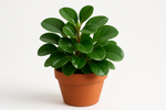 Peperomia obtusifolia_AI