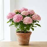 Hydrangea Bush