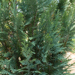 Pinpoint Blue False Cypress Tree