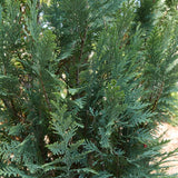 Pinpoint Blue False Cypress Tree