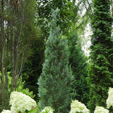 Pinpoint Blue False Cypress Tree