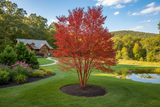 Ragin' Red Dogwood