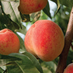 Prunus 'Ranger' Peach