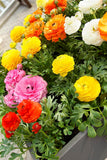 Ranunculus Mixed
