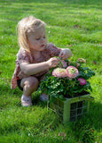 Ranunculus Mixed