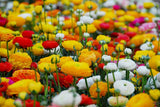 Ranunculus Mixed