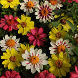 Zinnia (Pre-order)