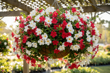 Mandevilla Hanging Basket