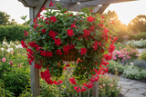 Mandevilla Hanging Basket