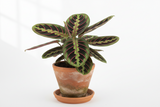 Prayer plant