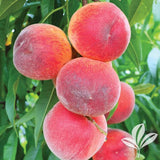 Prunus persica Multi-Grafted 'Elberta','Early Elberta','Red Haven' Peach Tree