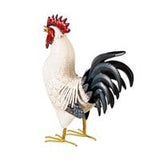 Evergreen_ Metal Rooster_with light feathers