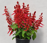 Salvia Candy Apple