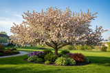 Sugar Tyme Crabapple