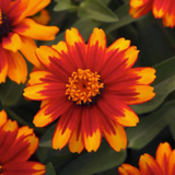 Zinnia (Pre-order)