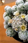 Cactus_Mammillaria gracilis fragilis "Thimble Cactus"