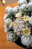 Cactus_Mammillaria gracilis fragilis "Thimble Cactus"