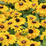 Rudbeckia Toto 'Gold' (Black-eyed Susan)