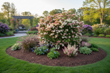 Korean Spice Viburnum