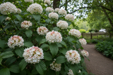 Korean Spice Viburnum