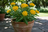 Asclepias tuberosa 'Butterfly Milkweed'