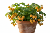Rubus Raspberry Anne